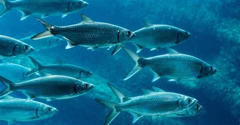 sardine fish|Sardines Fish Facts .